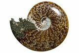 Polished Ammonite (Cleoniceras) Fossil - Madagascar #352361-1